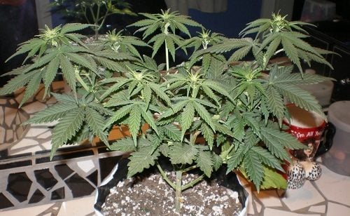 секреты выращивания марихуаны