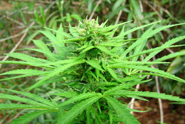 Семена марихуаны сатива о целебных свойствах марихуаны