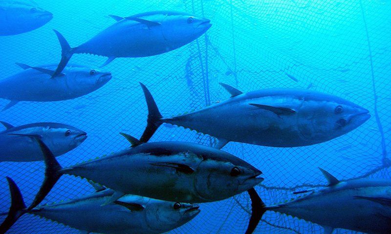 Почему тунец так популярен в Японии?