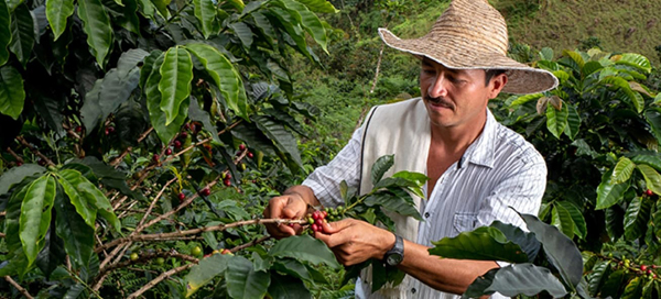 Выращивание ESPERANZA de COLOMBIA