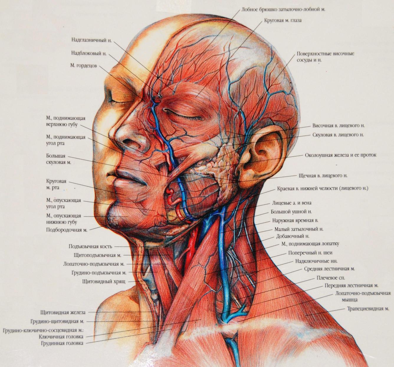 Внутреннее строение шеи. Мышцы головы и шеи анатомия затылок. Мышцы лица топографическая анатомия. Мышцы шеи топографическая анатомия. Сосуды головы топографическая анатомия.