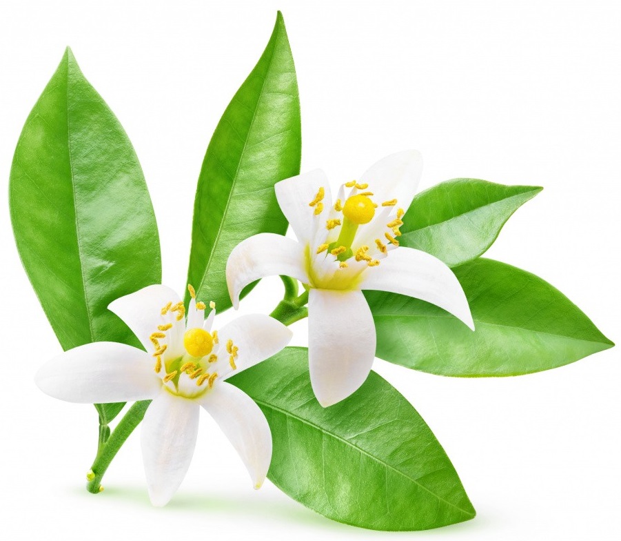 neroli (1).jpg