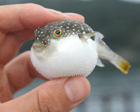 Рыба фугу: самый дорогой и самый опасный деликатес Японии