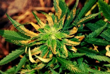 Блог марихуаны дикорастущая конопля как растет