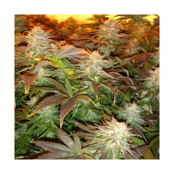 Комнатные сорта марихуаны рекордный урожай конопли