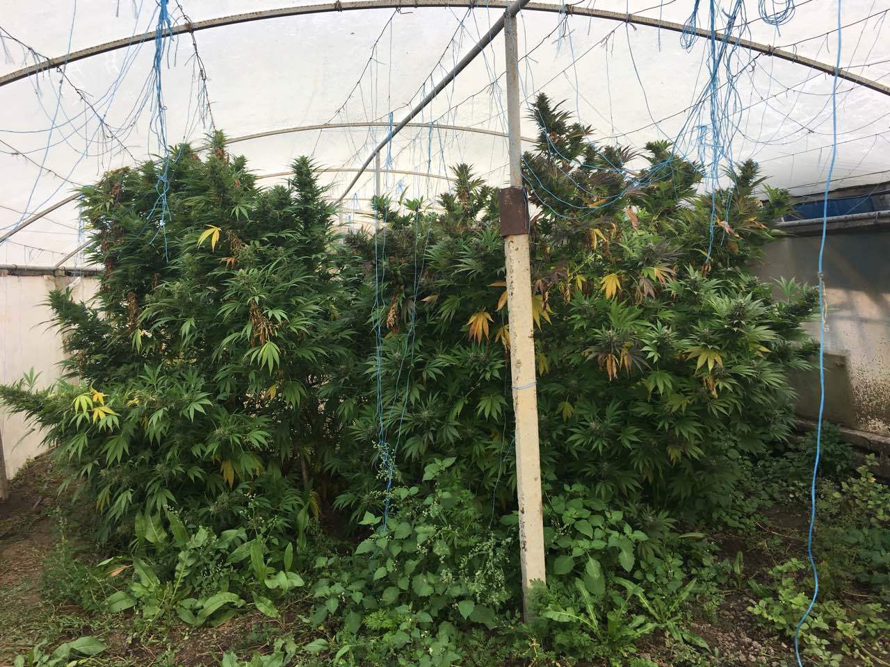 Как вырастить марихуану на открытом воздухе и получить огромный урожай