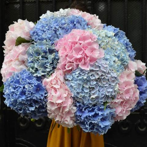 Великий букет із 17 рожевих та блакитних гортензій Махрова хмара, Гортензія символізує міцні узи любові. Чим більше квіток в букеті, тим міцніше Ваше кохання!