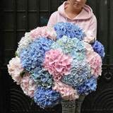 Photo of Large bouquet of 17 pink and blue hydrangeas Terry cloud