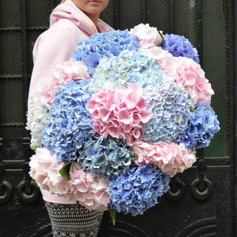 Photo of Large bouquet of 17 pink and blue hydrangeas Terry cloud