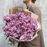 Photo of 17 chrysanthemums «Lilac pleasure»