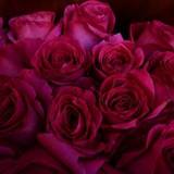Photo of Bouquet of 25 pink roses Ecuador