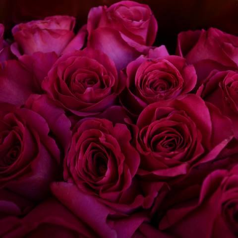 Photo of Bouquet of 25 pink roses Ecuador