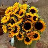 Photo of Huge bouquet of 25 sunflowers «Solar Gravity»