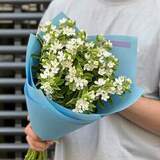 Photo of 15 white oxypetalums in a bouquet «Flower petals»