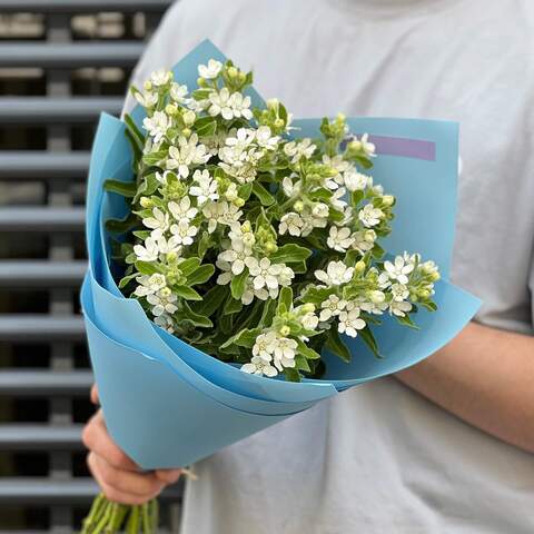 15 белых оксипеталумов в букете «Цветочки лепесточки», Цветы: Оксипеталум