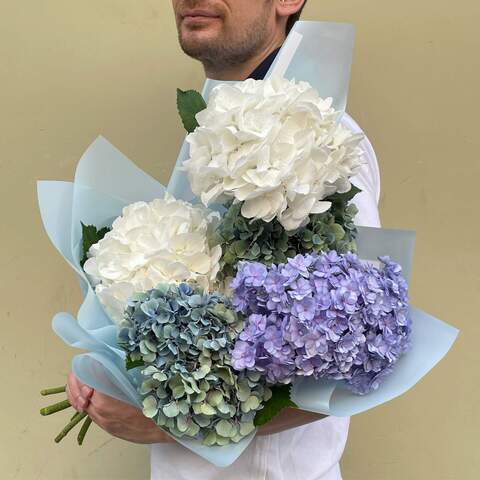 5 hydrangeas in a bouquet «Color of the morning», Flowers: Hydrangea