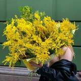 Photo of Bouquet of mimosa «Fragrance of Italy»