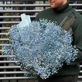 Photo of Bouquet of 9 gypsophila «Blue dream»