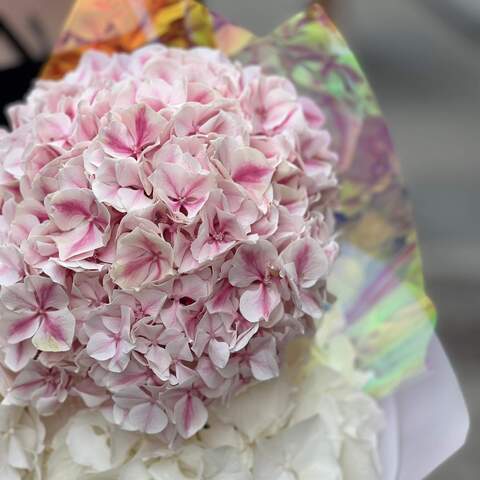 Photo of 3 white and pink hydrangeas in a bouquet «Raspberry Marzipan»