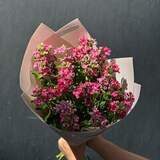 Photo of 23 pink oxypetalums in a bouquet «Flower petal»
