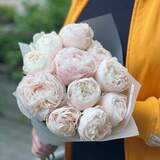 Photo of 11 peonies in a bouquet «Peony Ice cream»