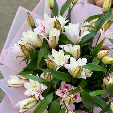 Photo of Light pink premium lily «Roselily Isabella»