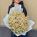 Photo of Bouquet «Chamomile September»