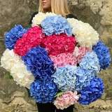 Photo of Mix of 19 hydrangea «Juicy clouds»