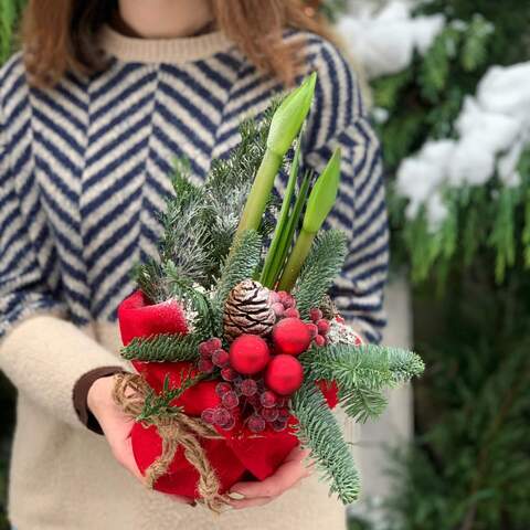 Праздничная композиция «Рождественский комплимент», Цветы: Гипеаструм, Нобилис (ель)