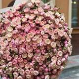 Photo of Awesome bouquet of Royal blush spray peony roses «Conqueror of girls' hearts»