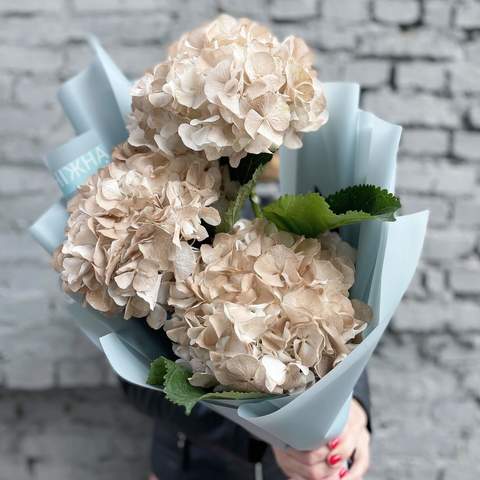 Bouquet of 3 hydrangeas «Pampas»