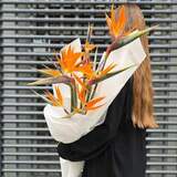 Photo of 7 strelitzias in a bouquet «Magic bird»