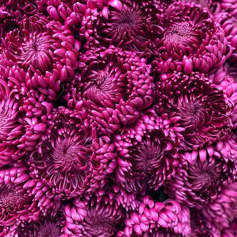 Photo of Purple chrysanthemum «Bigoudi»