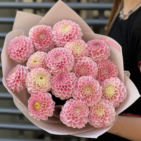 Mix of 15 pink dahlias «Marshmallow Hugs», Flowers: Dahlia, 15 pcs.