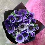 Photo of Purple Italian anemones «Mistral Azzurro»