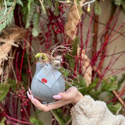 Photo of Waxed Christmas amaryllis bulb with bells «Christmas Jingle»