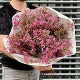 Photo of 25 chamelaucium sprigs in a bouquet «Spring singing»