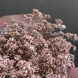 Photo of 25 pale pink Gypsophila
