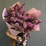 Photo of Fragrant Dutch Lilac