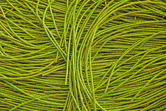 Канітель пружна  золото/зелене світла 1,6 мм