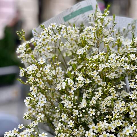 Photo of 11 branches of white chamelaucium in a bouquet «Crystal stars»