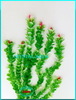 Растение Атман AP-043I, 50см