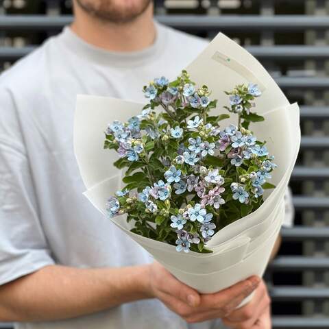 17 blue oxypetalums in a bouquet «So delicate», Flowers: Oxypetalum