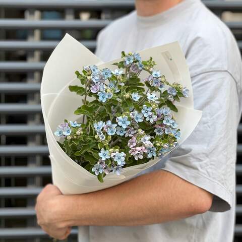 Photo of 17 blue oxypetalums in a bouquet «So delicate»