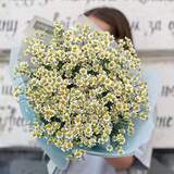 Photo of Bouquet «Daisies for You!»