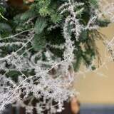 Photo of Wreath «Mysterious needles»
