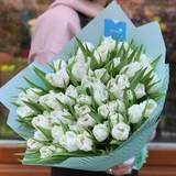 Photo of 49 white fringed tulips