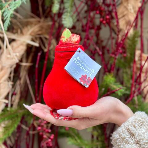 Photo of Velvet amaryllis bulb «Classic Festive»