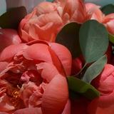 Photo of Coral Peonies Coral Charm