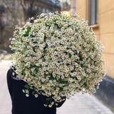 Photo of Bouquet «Chamomile field»